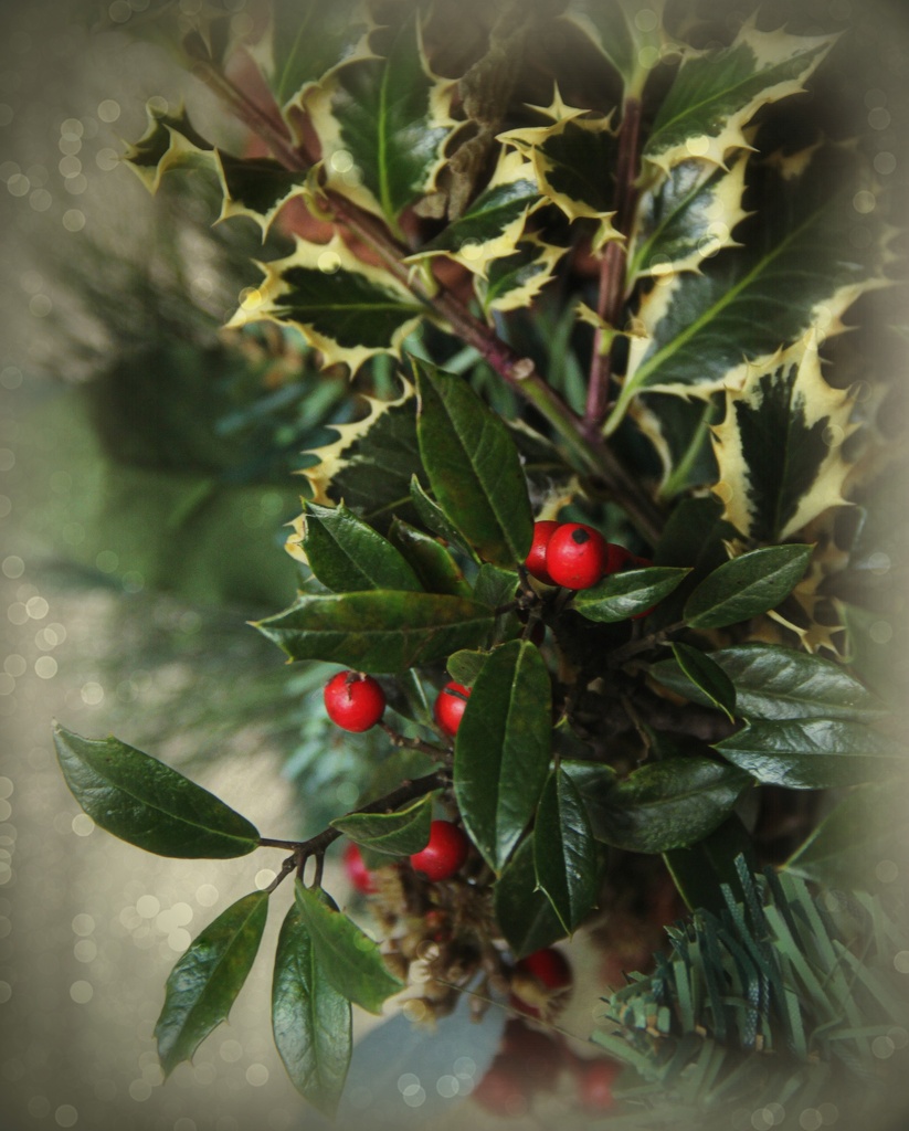 Happy Holly Days! by calm