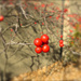 Winterberries by rosiekerr