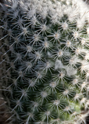 28th Nov 2013 - Cactus