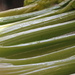 Celery - before it became turkey stuffing by rosiekerr