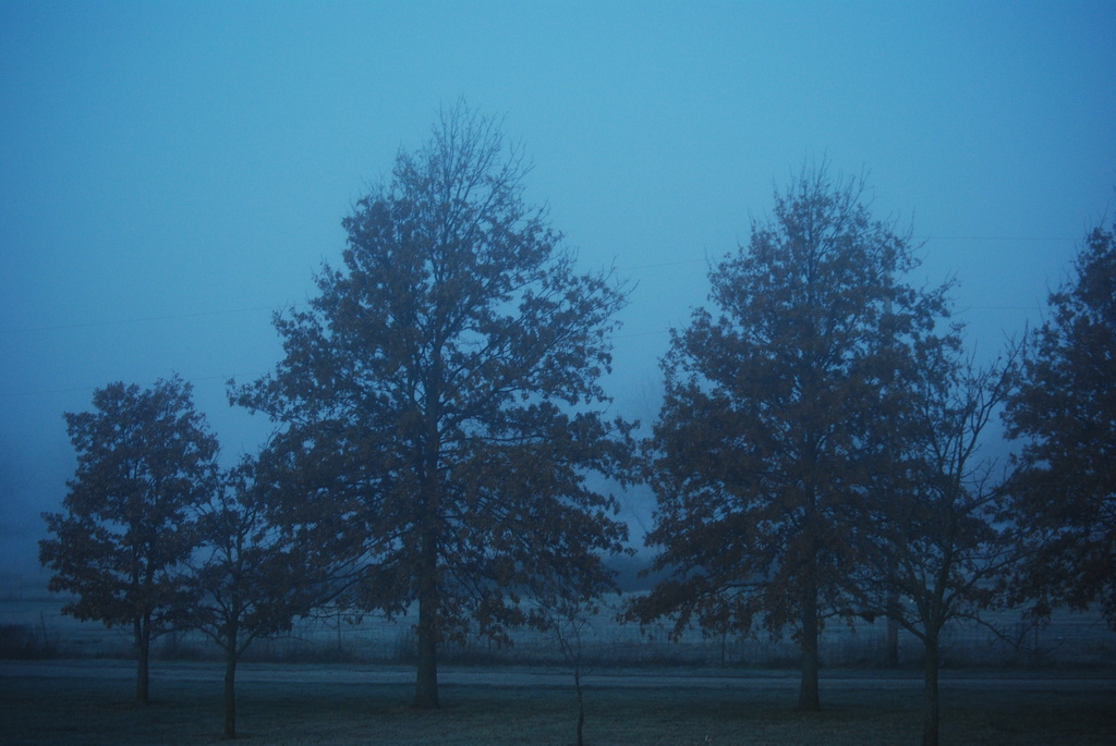 Misty Blue Morn by genealogygenie