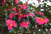 27th Nov 2013 - Sasanqua camellias