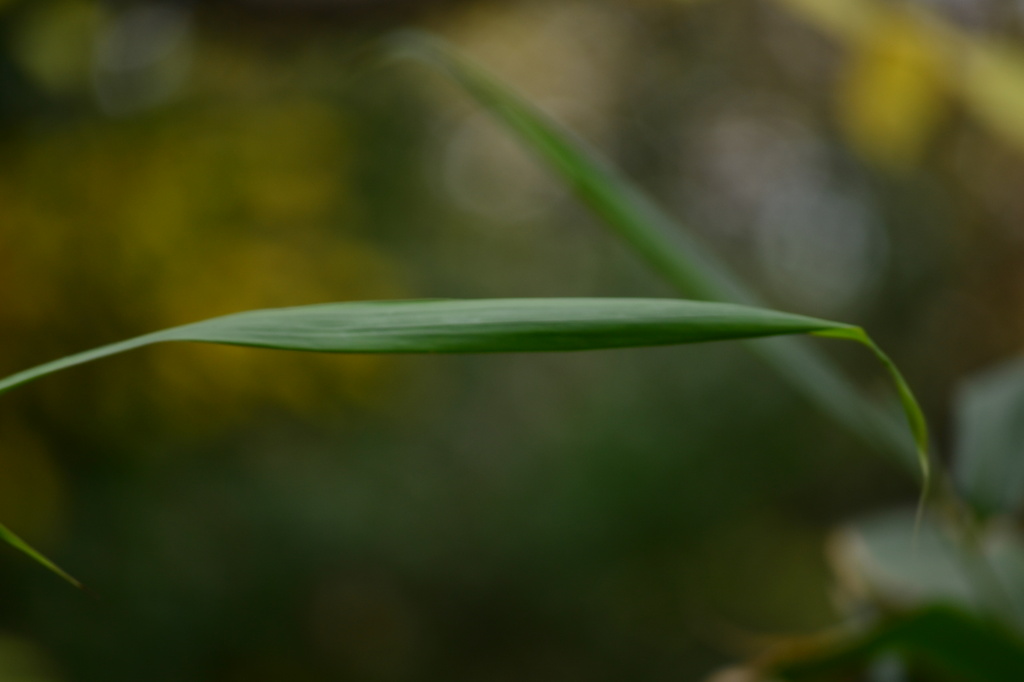 Bamboo leaf by ziggy77