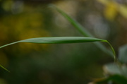 2nd Dec 2013 - Bamboo leaf
