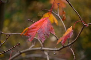 2nd Dec 2013 - Multi-coloured leaves 