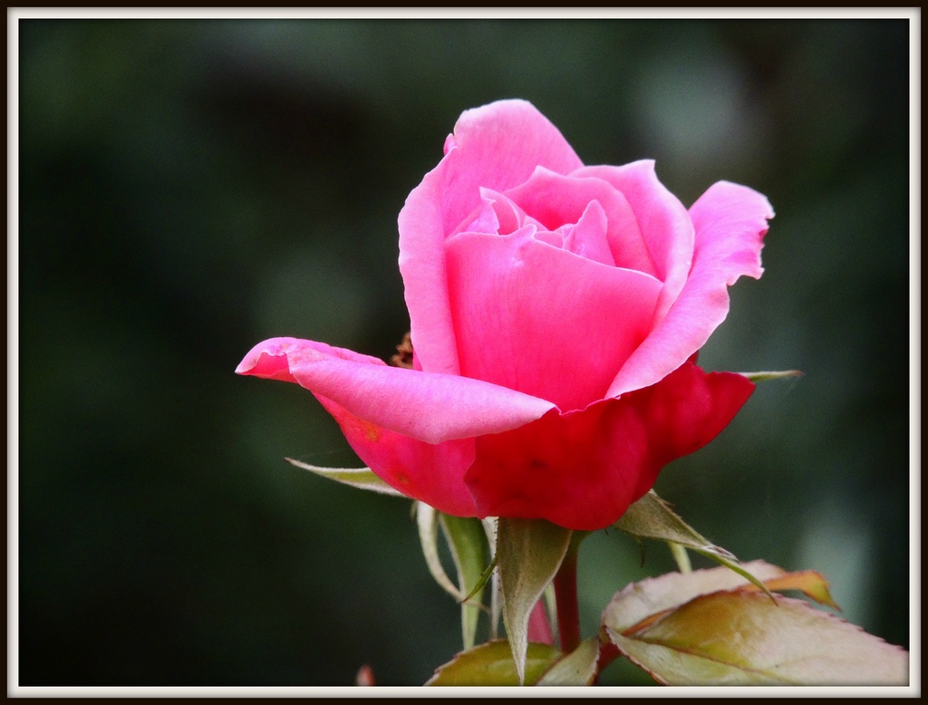 Rose bud in December by rosiekind