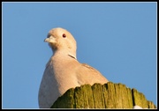 2nd Dec 2013 - Collared dove