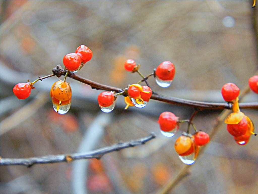 Rain Berries by homeschoolmom