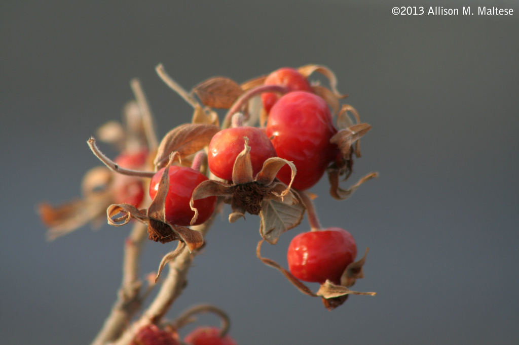 Rose Hips/Town Docks by falcon11