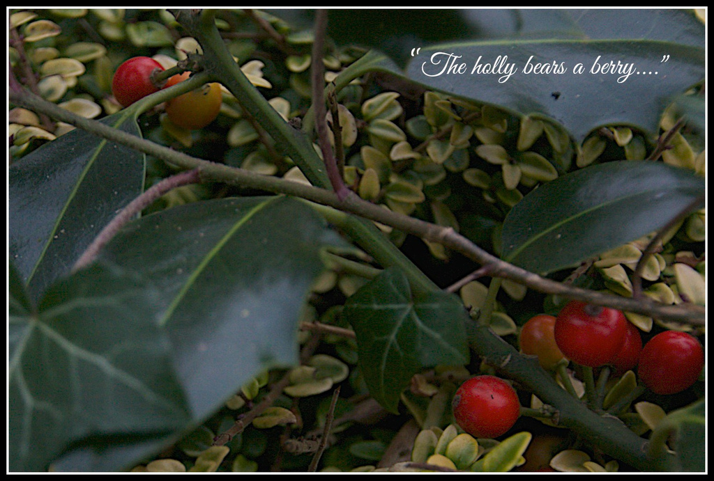 "The holly bears a berry…" by nicolaeastwood