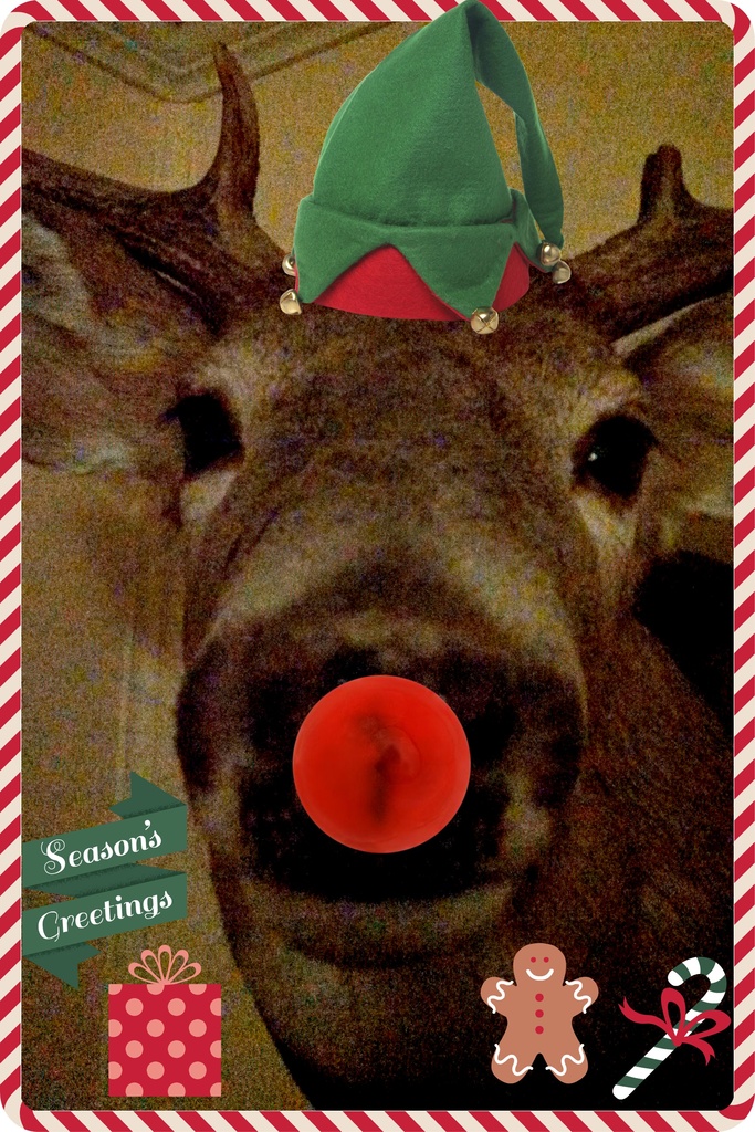 Rudolph   365-332 by lifepause