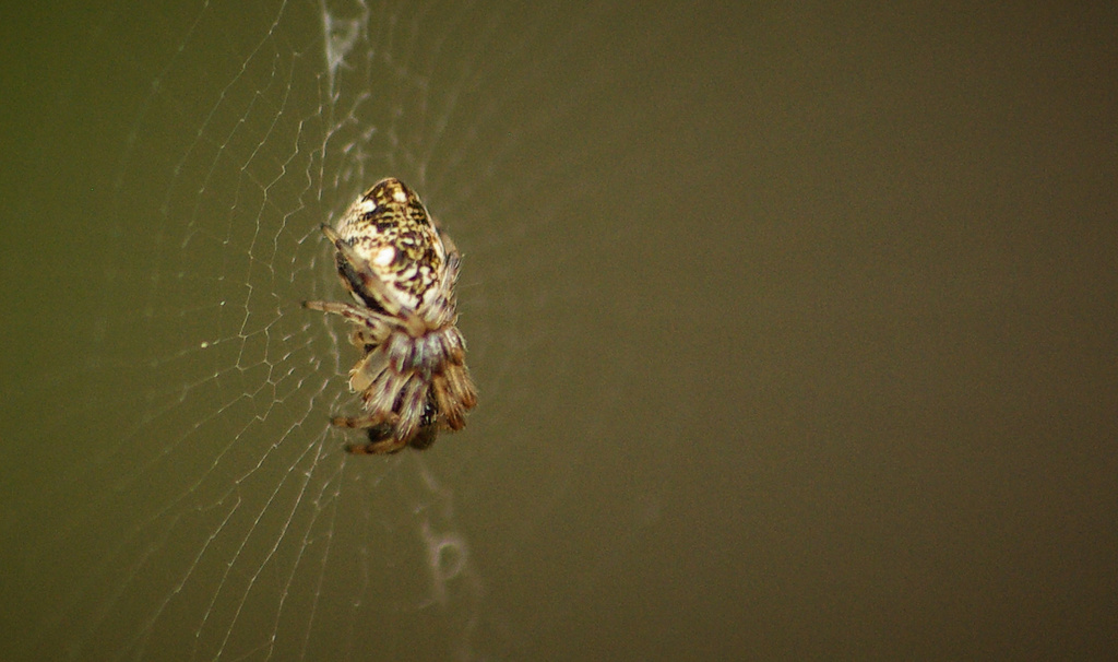 (Day 292) - Shy Spider by cjphoto