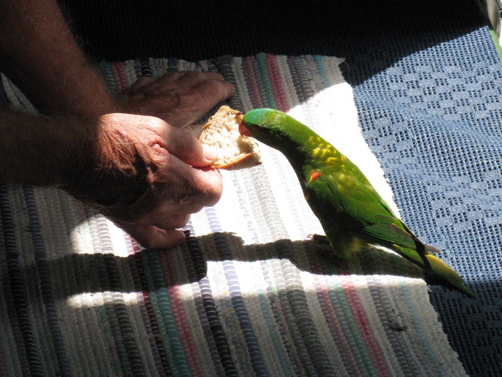 Bernie Feeding the Parrot by loey5150