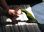2nd Dec 2013 - Bernie Feeding the Parrot