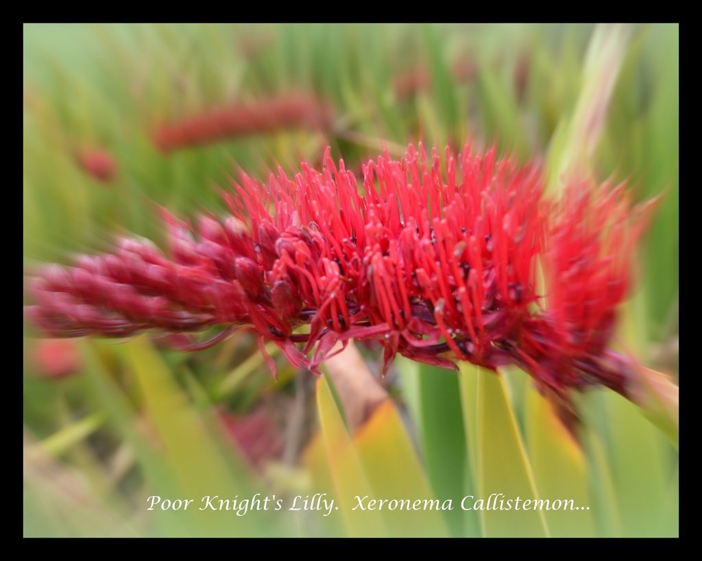 poor knights lilly... Xeronema Callistemon.... by julzmaioro