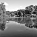 Reflecting on a pond (b&w) by soboy5