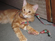 1st Dec 2013 - Copper & Ribbon