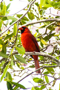 3rd Dec 2013 - Cardinal