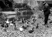 3rd Dec 2013 - Feeding the ducks - 03-12
