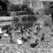 Feeding the ducks - 03-12 by barrowlane