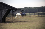 2nd Dec 2013 - Horse Farm