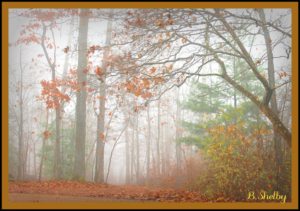Foggy Late Fall Day by vernabeth