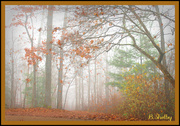2nd Dec 2013 - Foggy Late Fall Day