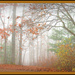 Foggy Late Fall Day by vernabeth