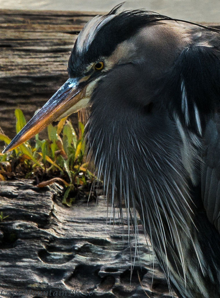 Grouchy Hunkered Down Heron by jgpittenger