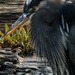Grouchy Hunkered Down Heron by jgpittenger
