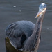 Curious Blue Heron by jgpittenger