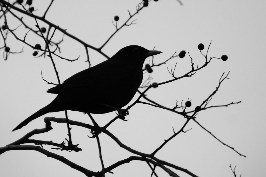 BLACK BIRD  by markp