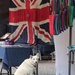 British Whitedog by judithg
