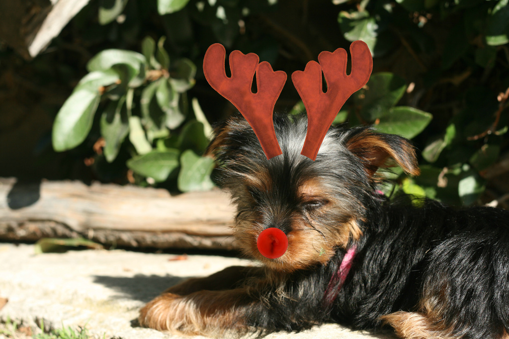 Morky the Red Nosed Reindeer by kerristephens