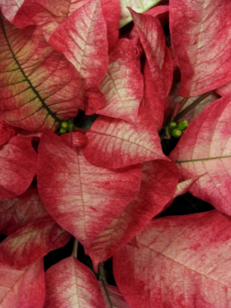 In the Pink (Poinsettia) by linnypinny
