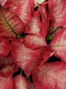 3rd Dec 2013 - In the Pink (Poinsettia)