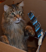 3rd Dec 2013 - Cat in the Box