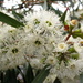 White flowers by alia_801
