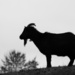 a wee(ing) pygmy goat by jantan