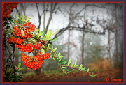 3rd Dec 2013 - Red Berries