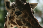 4th Dec 2013 - Giraffe Closeup