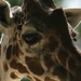 Giraffe Closeup by kerristephens