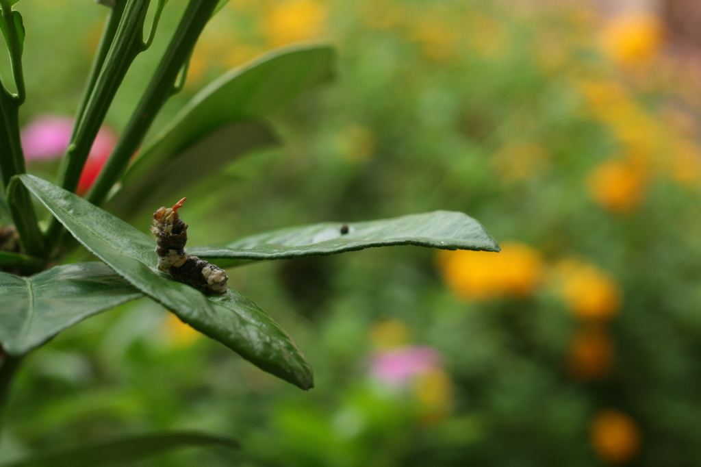 Swallowtail Caterpillar 2 by kerristephens