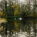 Swan lake - 04-12 by barrowlane
