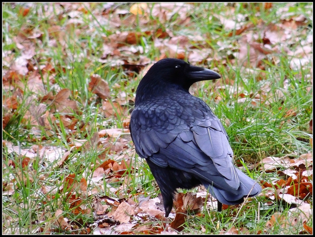 Crow in Thetford Woods by rosiekind