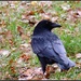 Crow in Thetford Woods by rosiekind