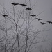 Our own grey goose squadron by randystreat