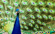 4th Dec 2013 - Peacock