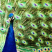 Peacock by cdonohoue