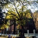 Golden light, Wraggborough neighborhood, Charleston, SC by congaree
